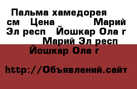 Пальма хамедорея 110 см › Цена ­ 1 000 - Марий Эл респ., Йошкар-Ола г.  »    . Марий Эл респ.,Йошкар-Ола г.